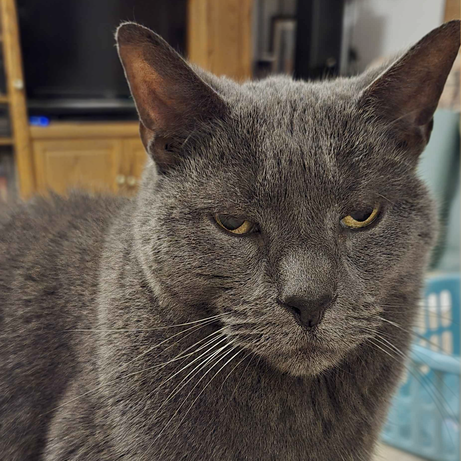 Portrait of handsome gray cat.