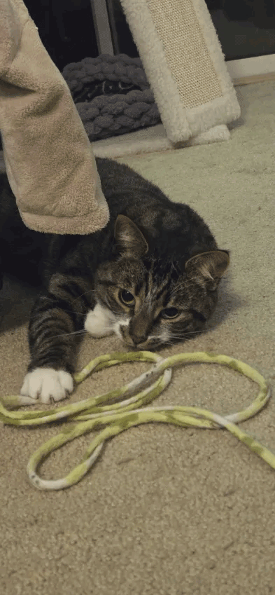 Brown tabby on floor holding toy and looking wistful.