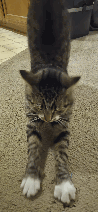 Brown tabby big stretch!