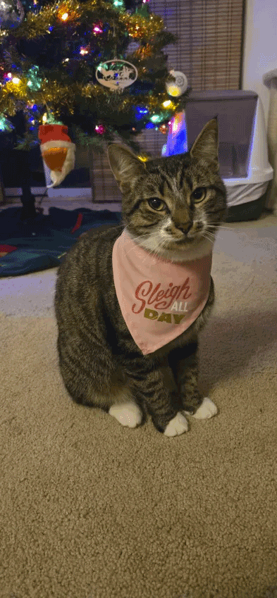Brown tabby in front of Christmas tree with bandana on that says 'Sleigh all day'.