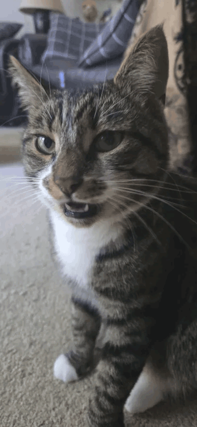 Brown tabby talking and looking at viewer.